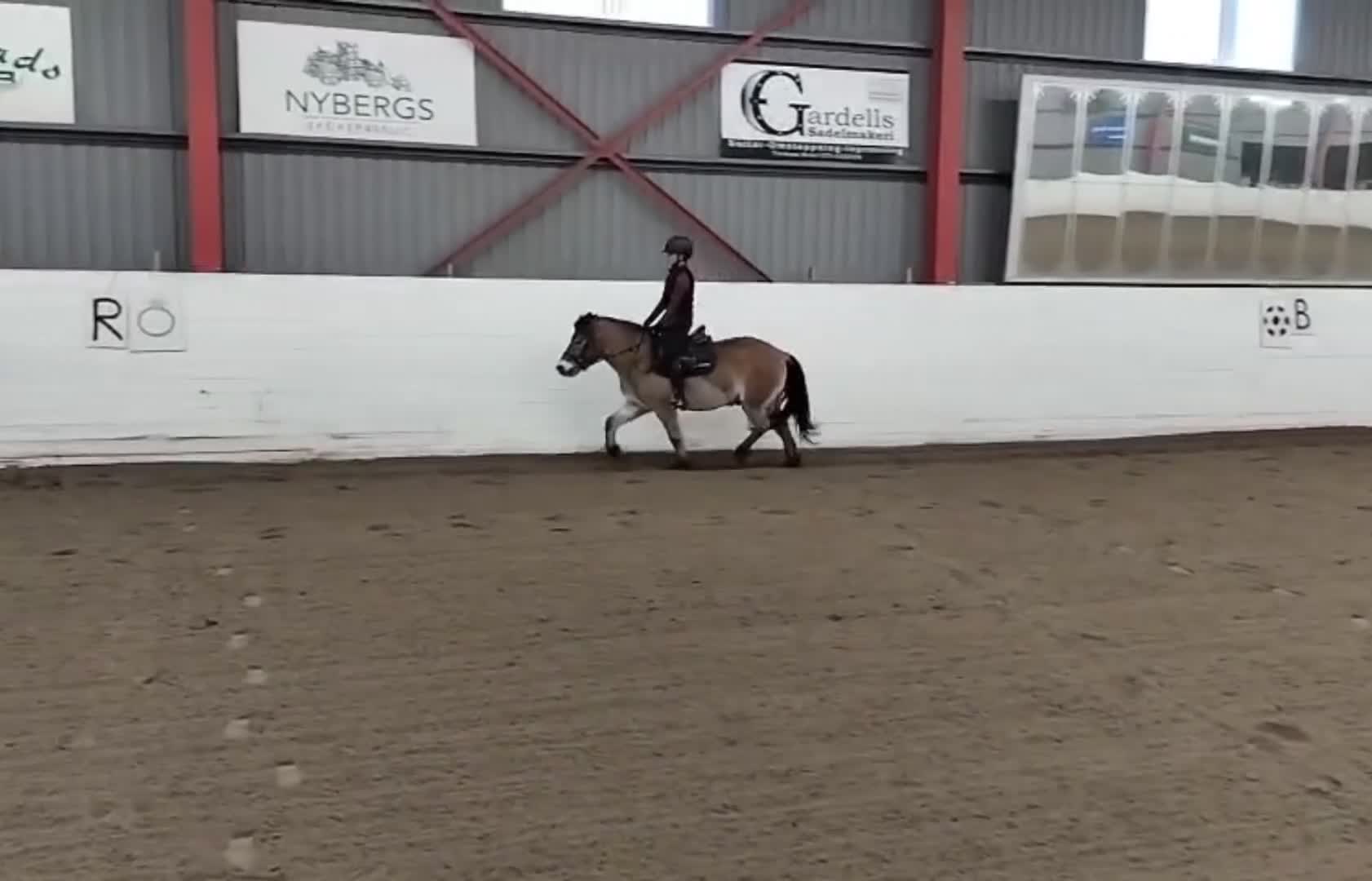 Allround hästar till salu: Trevligt Gotlandsruss söker sin egen ryttare  - Video 2