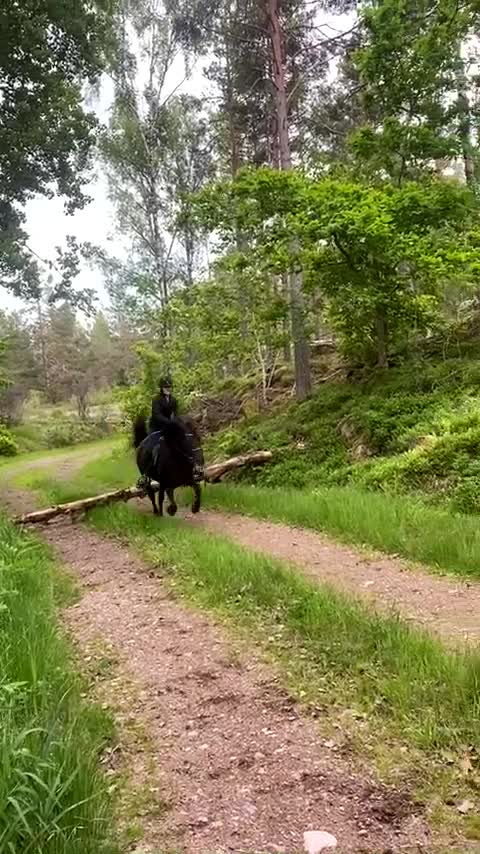 Island hästar till salu: Fin islandshäst - Video 1