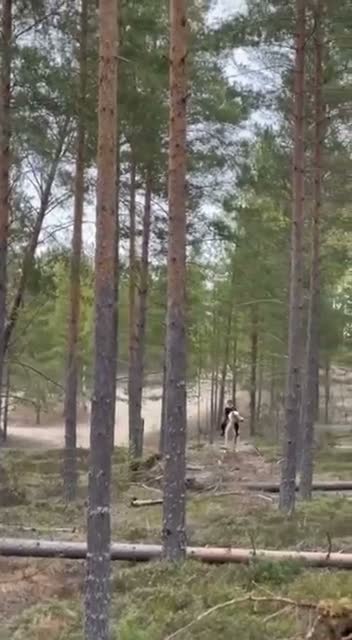 Allround hästar till salu: Världens bästa maja❤️ - Video 2