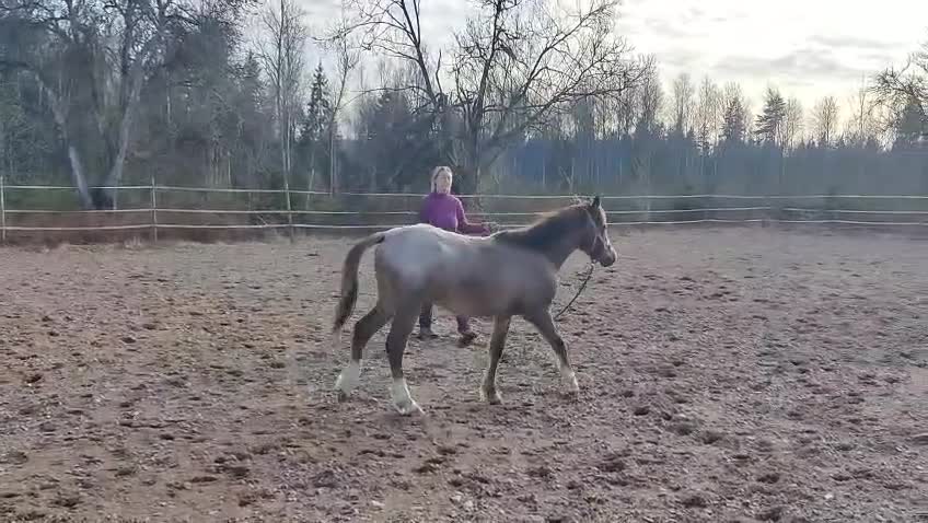 Allround hästar till salu: Trevlig kvalitetsponny för framtiden - Video 1