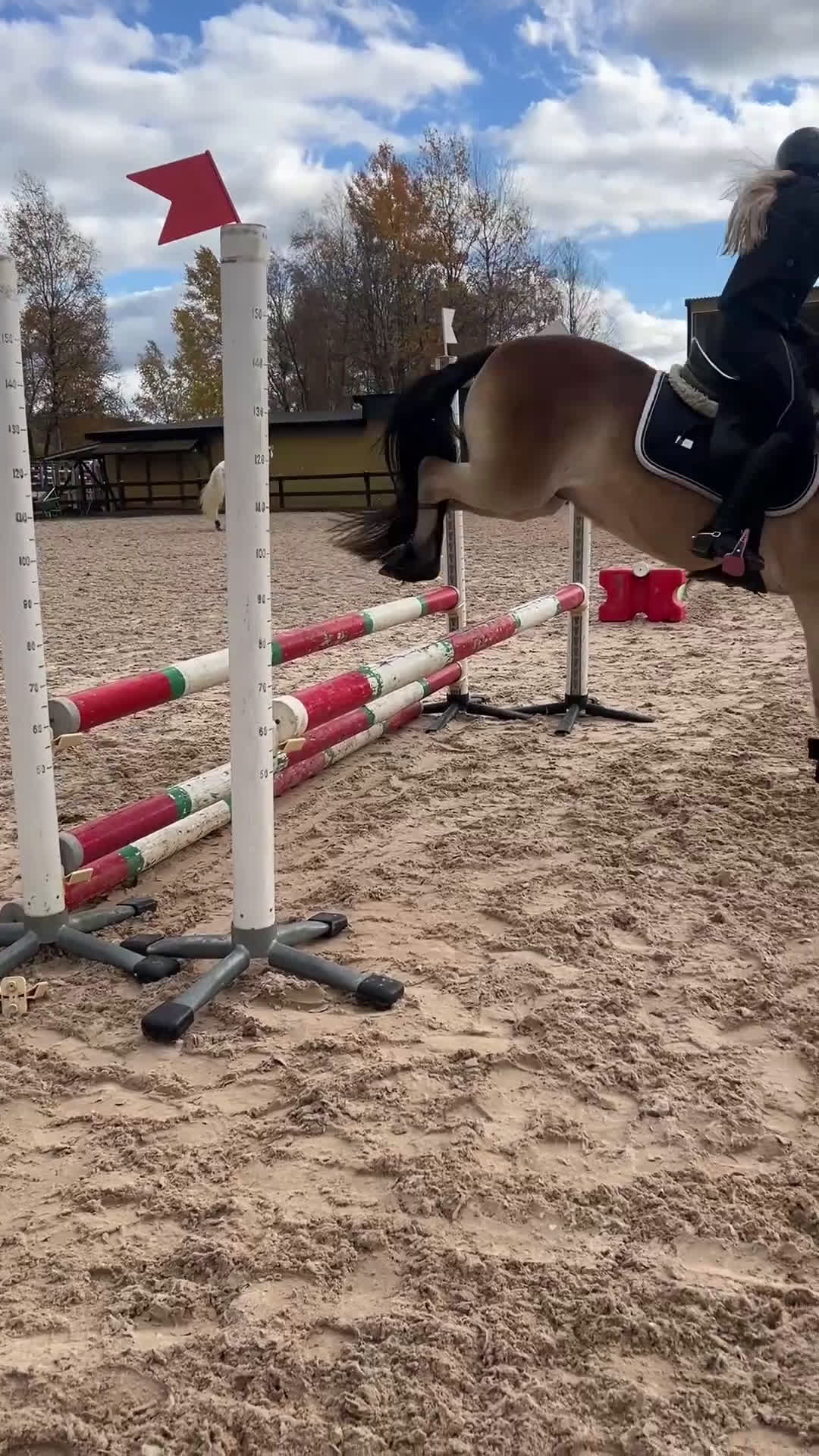 Allround hästar till salu: Underbart gotlandsruss  - Video 3