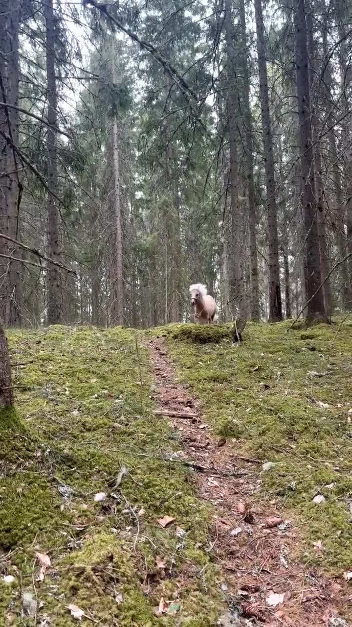 Allround hästar till salu: 🍿Världens sötaste Popcorn🍿 - Video 3