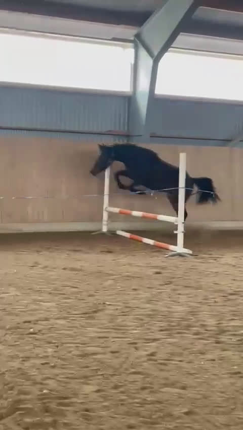 Allround hästar till salu: Välstammat 2 åring sto i Vimmerby - Video 4