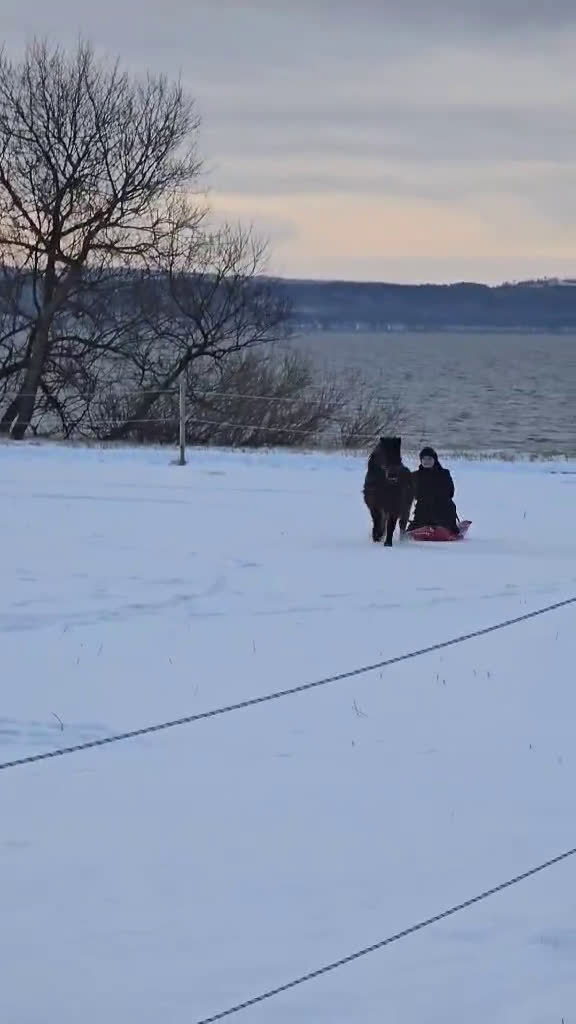 Allround hästar till salu: Sto för körning  i Ringarum - Video 1