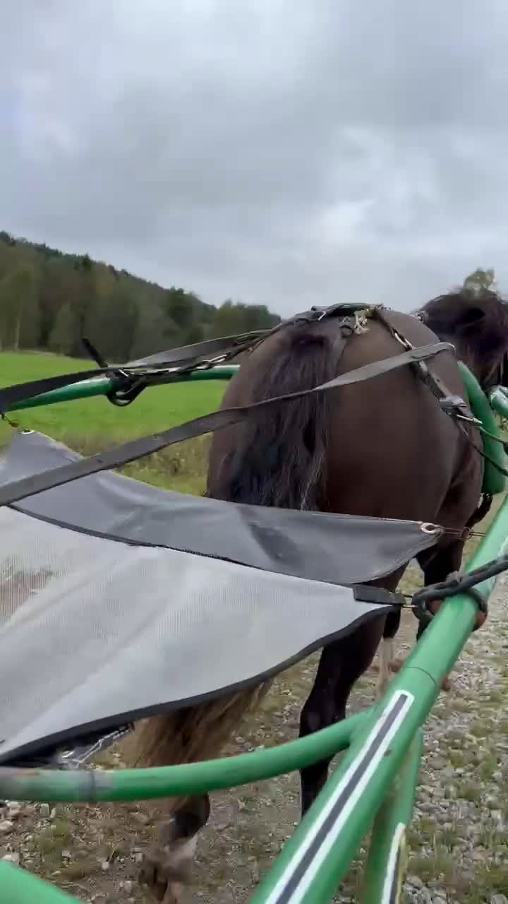 Trav hästar till salu: Super snyggt smart kallblod sto e. Ängsborken  i Säffle - Video 2