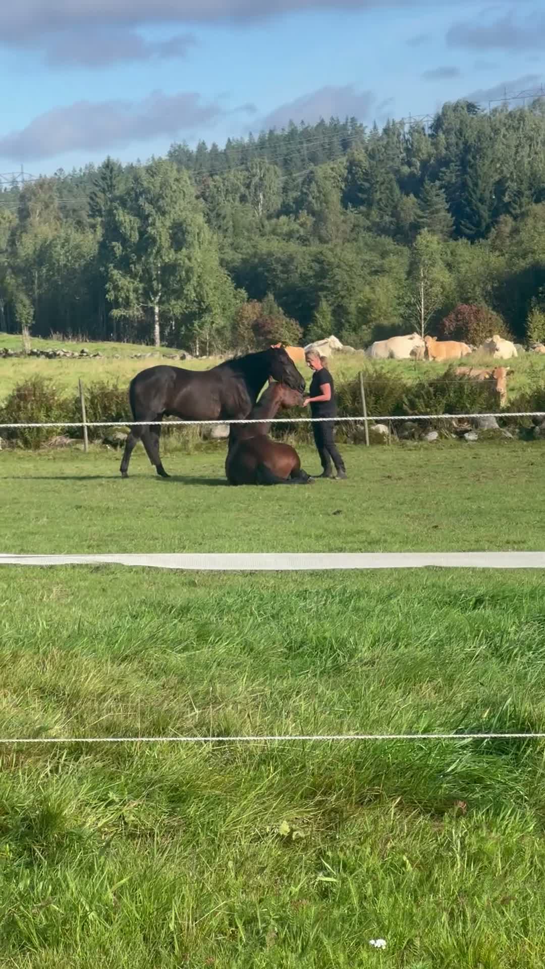 Allround hästar till salu: Skogsmulle/sällskap   - Video 1
