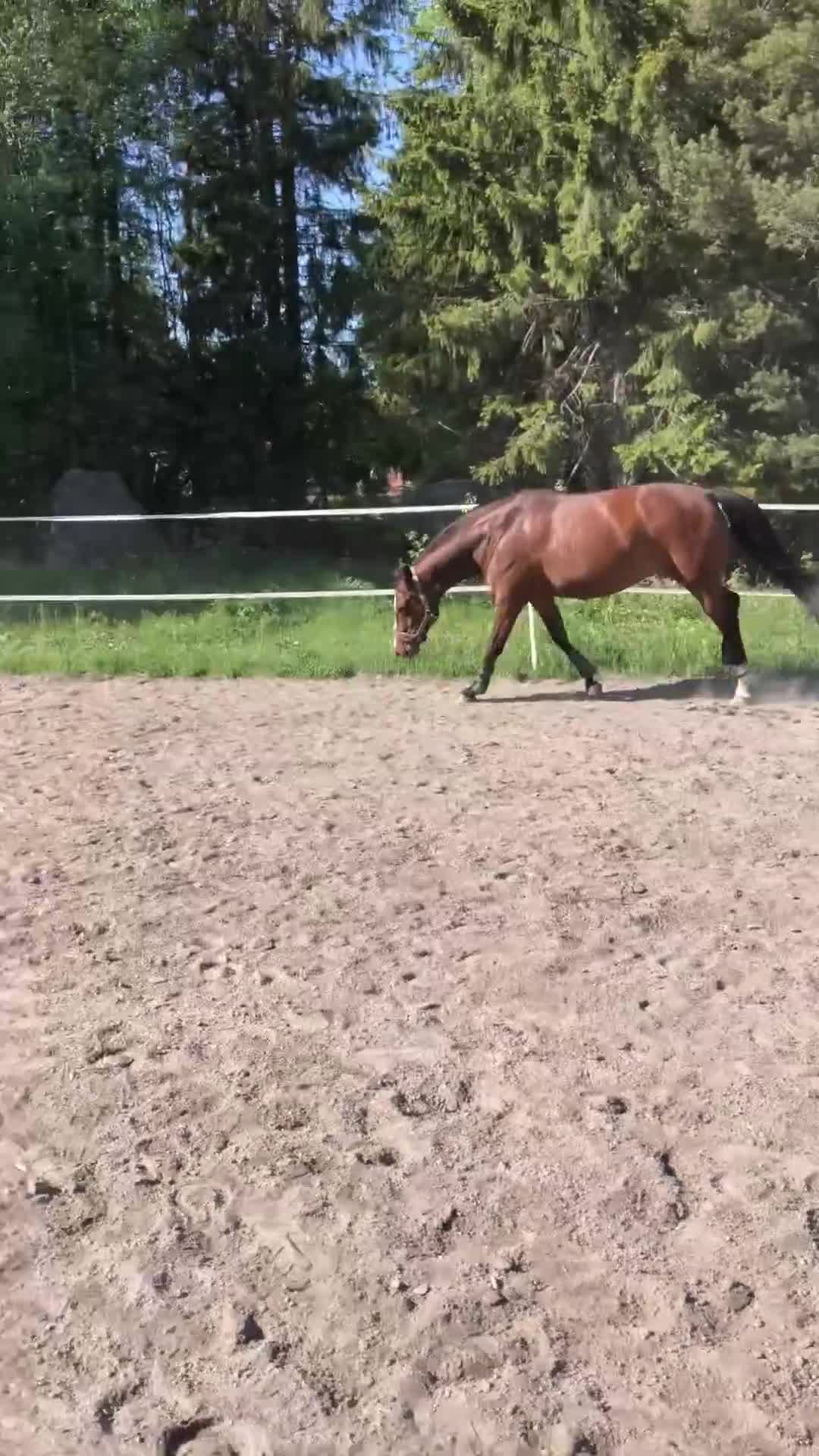 Allround hästar till salu: Fantastisk kompis - Video 2