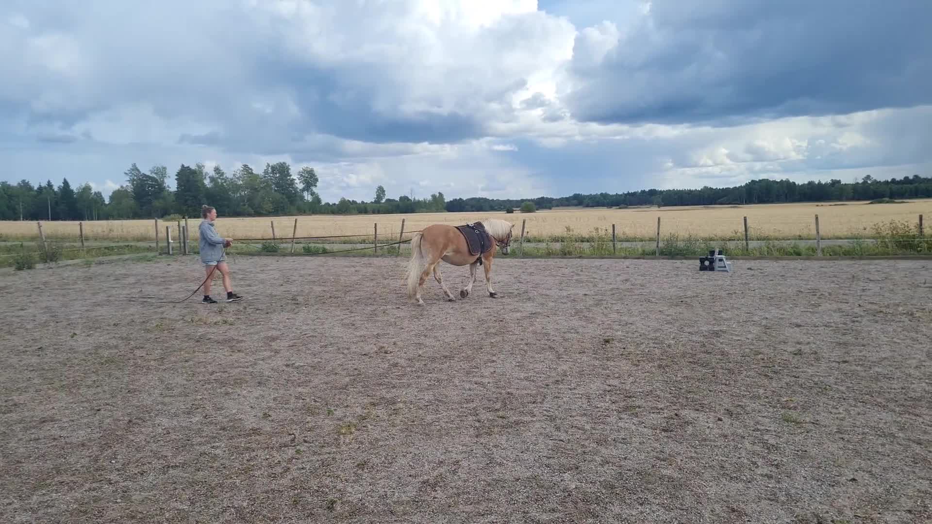 Allround hästar till salu: Jättetrevligt russ sto - Video 2