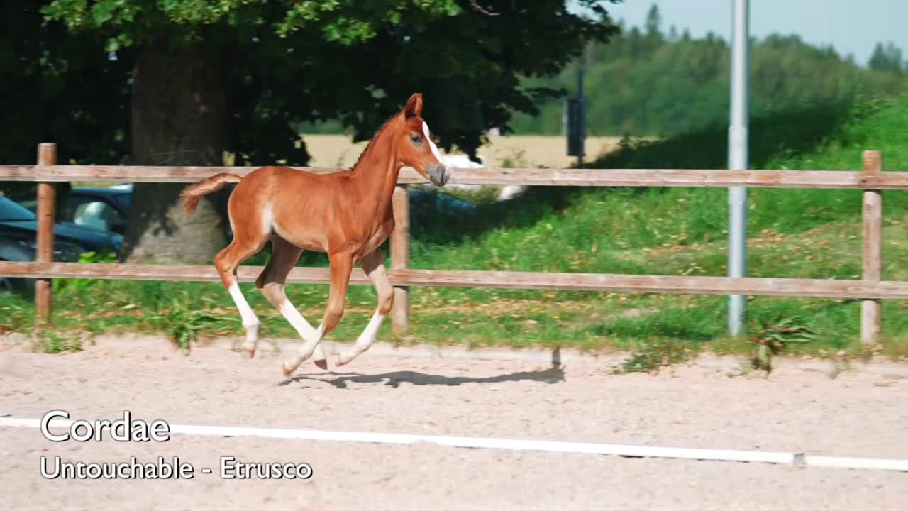 Hoppning hästar till salu: Hingstföl med meriterat möderne i Säter - Video 1