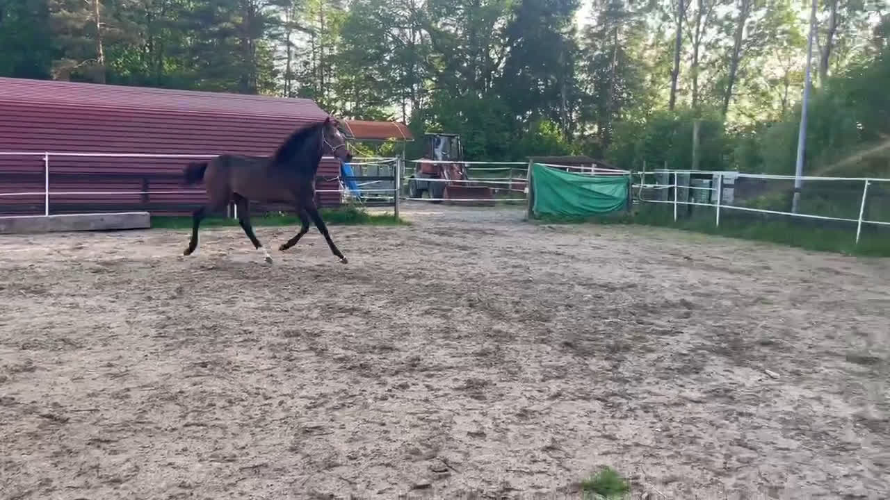 Dressyr hästar till salu: Dressyr ämne!  - Video 1