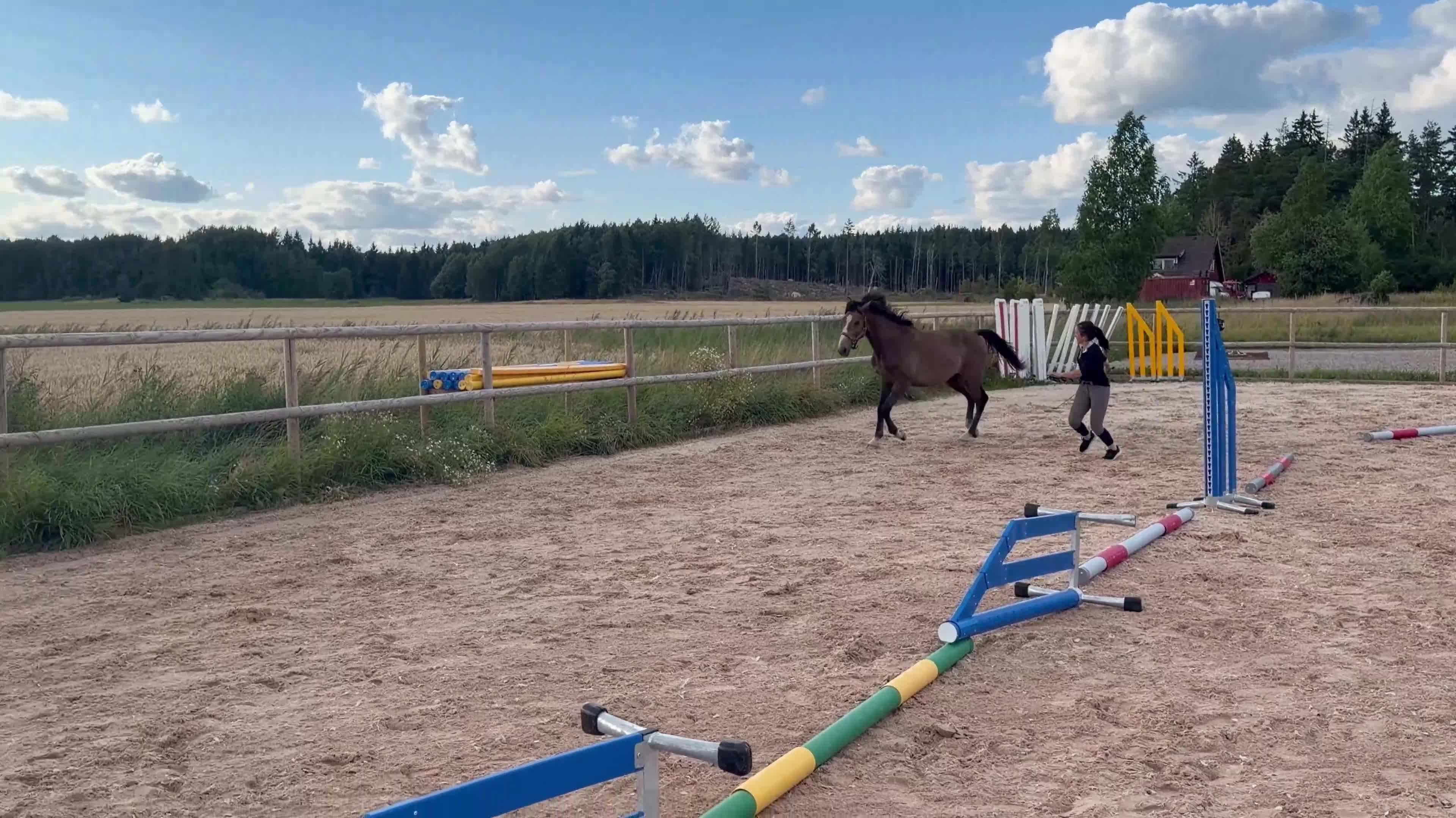 Hoppning hästar till salu: fantastisk åring med TOPP STAM! - Video 1