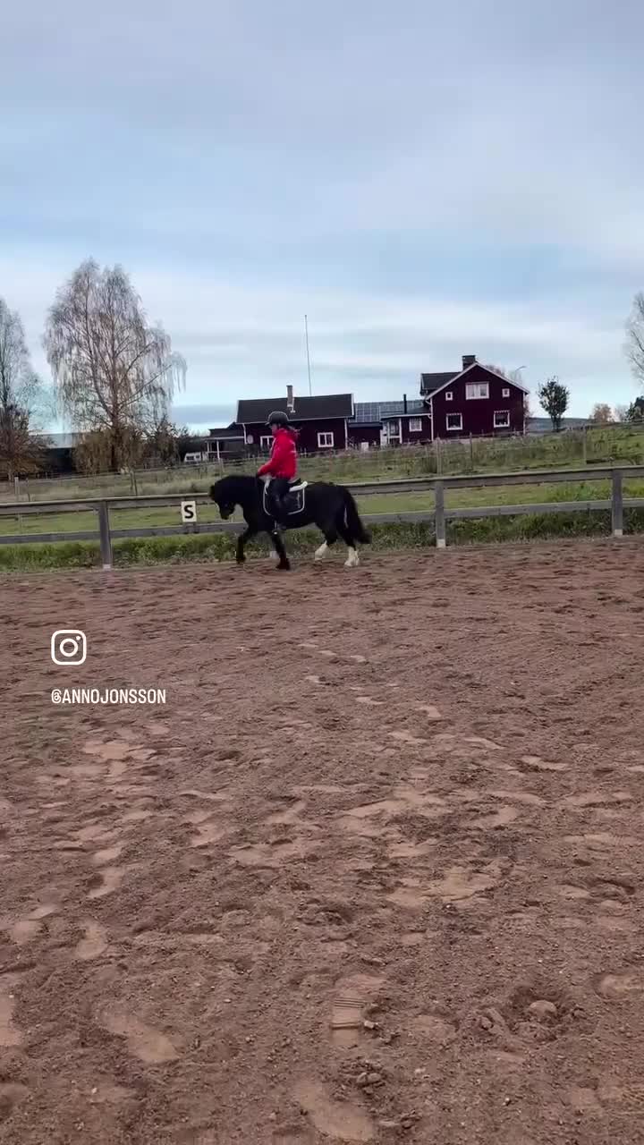 Allround hästar till salu: Welsh mountain med stor pontetial i Falun - Video 2