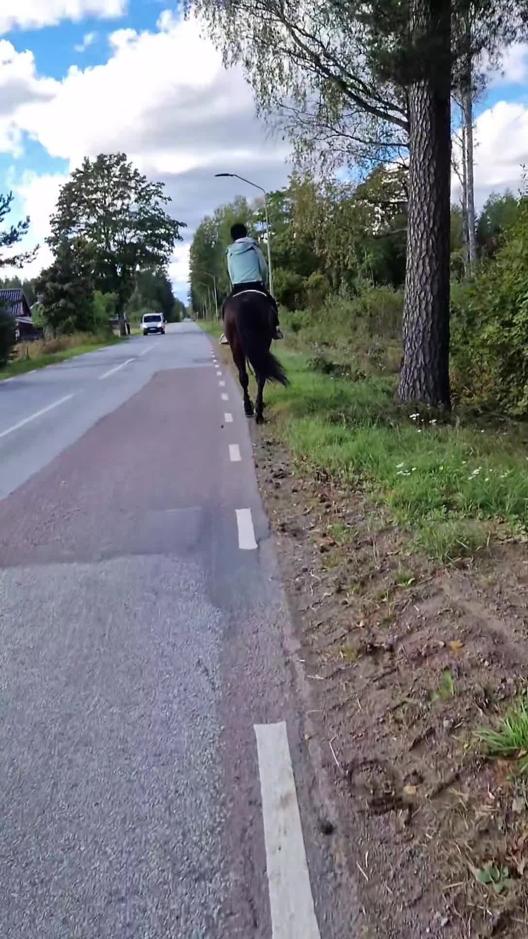 Allround hästar till salu: Charmig valack - Video 2