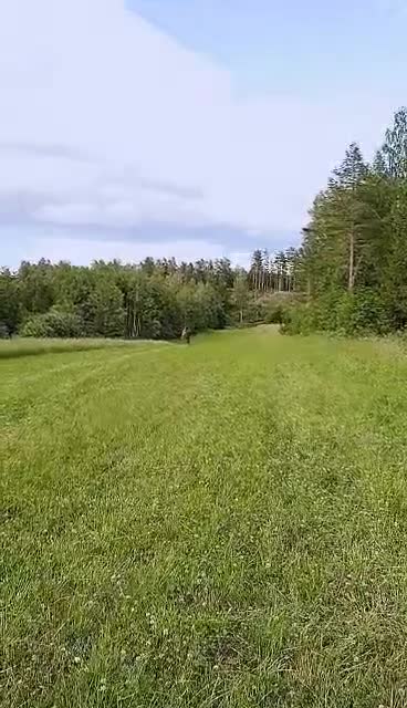 Allround hästar till salu: Isifix - Video 1