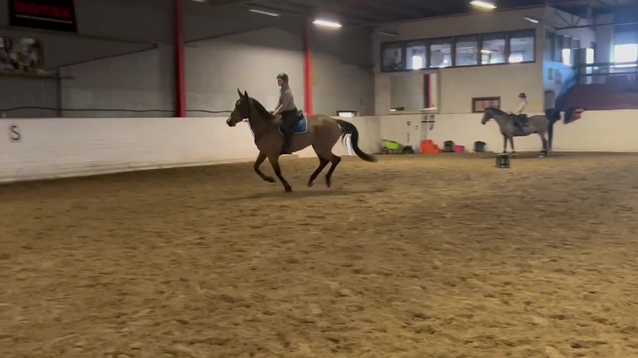 Hoppning hästar till salu: Hopphäst med stor potential - Video 2