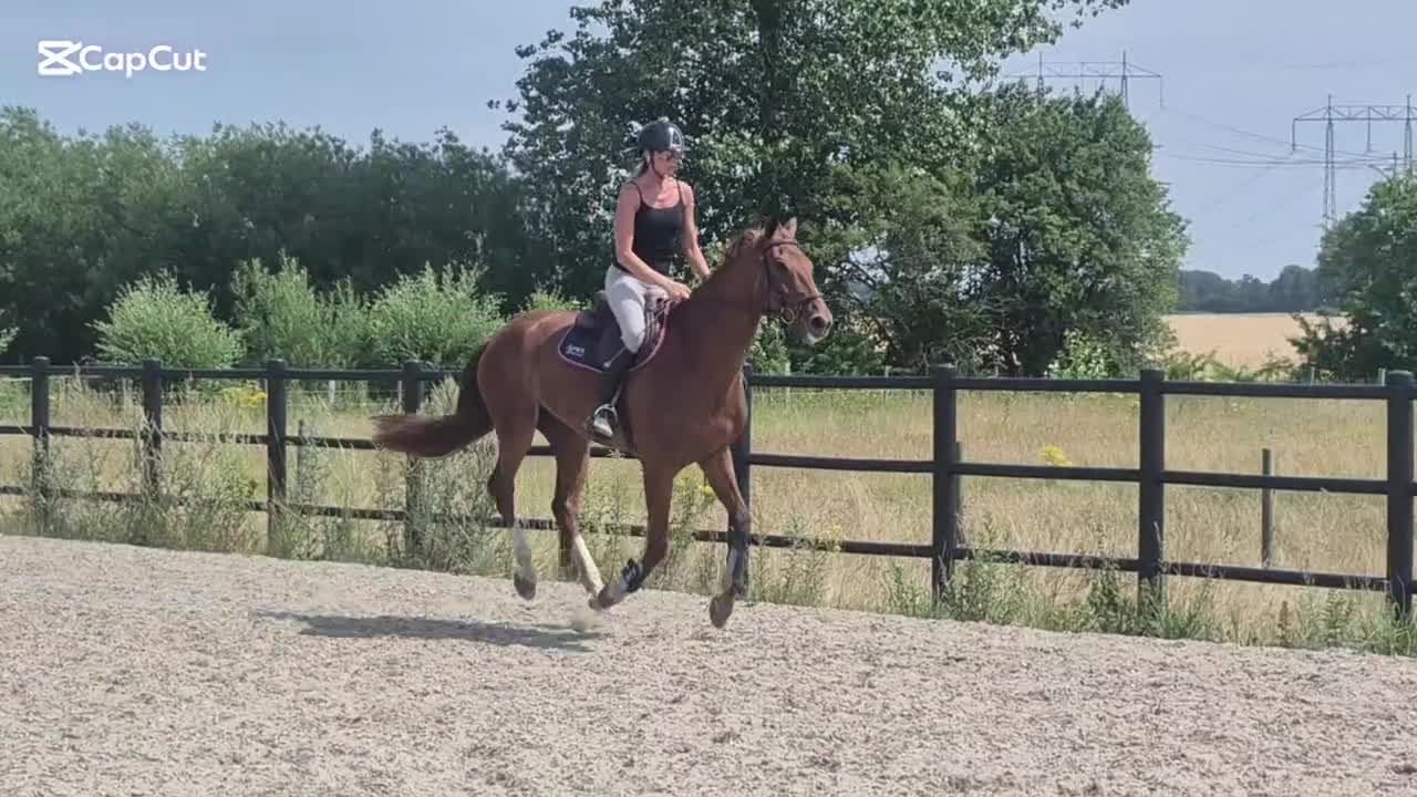 Hoppning hästar till salu: Snäll 4 års valack allround swb - Video 1