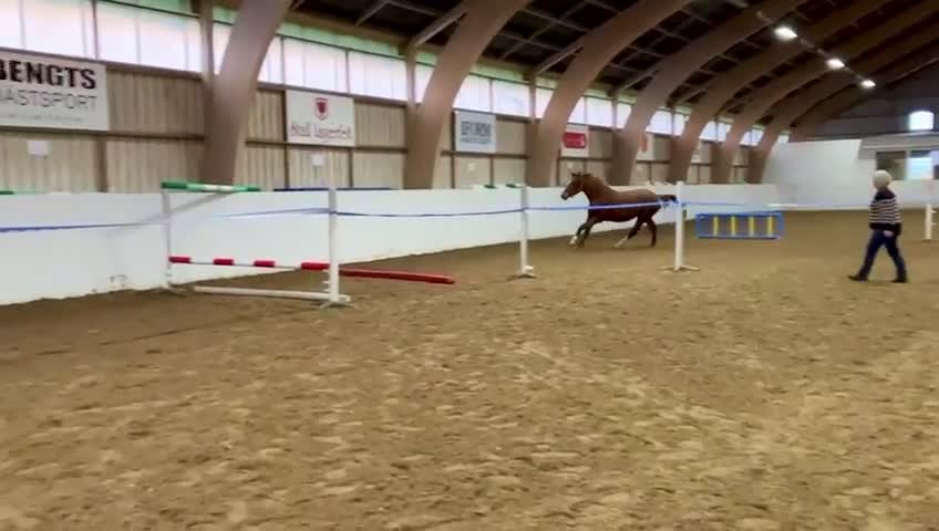 Hoppning hästar till salu: Cartina, sto f. 2023 - Video 1