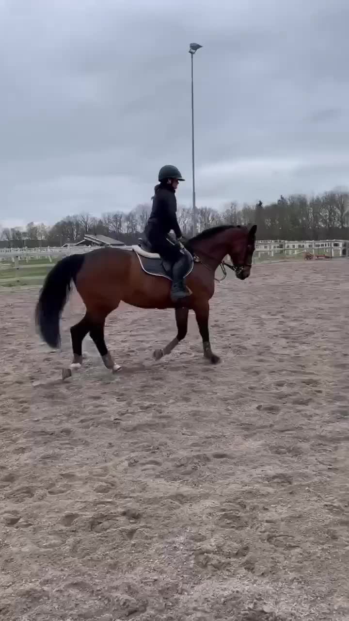 Allround hästar till salu: Hoppstammat sto - Video 1