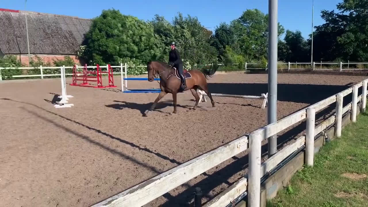 Hoppning hästar till salu: Fint SWB sto med allt man söker i Malmö - Video 3