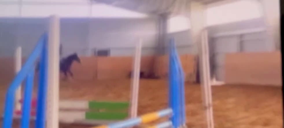 Allround hästar till salu:  Vacker allroundponny!  - Video 1