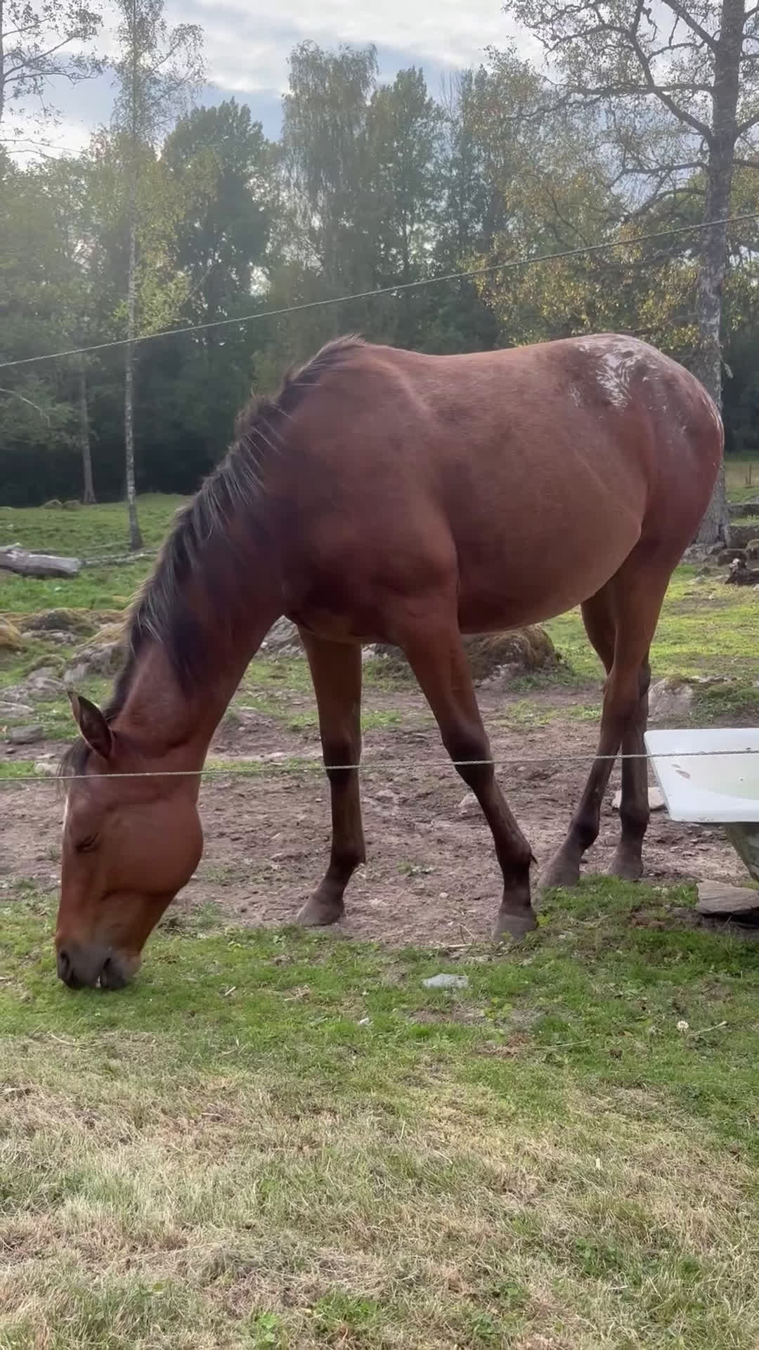 Western hästar till salu: Väldigt trevlig 1 åring  i Floda - Video 1