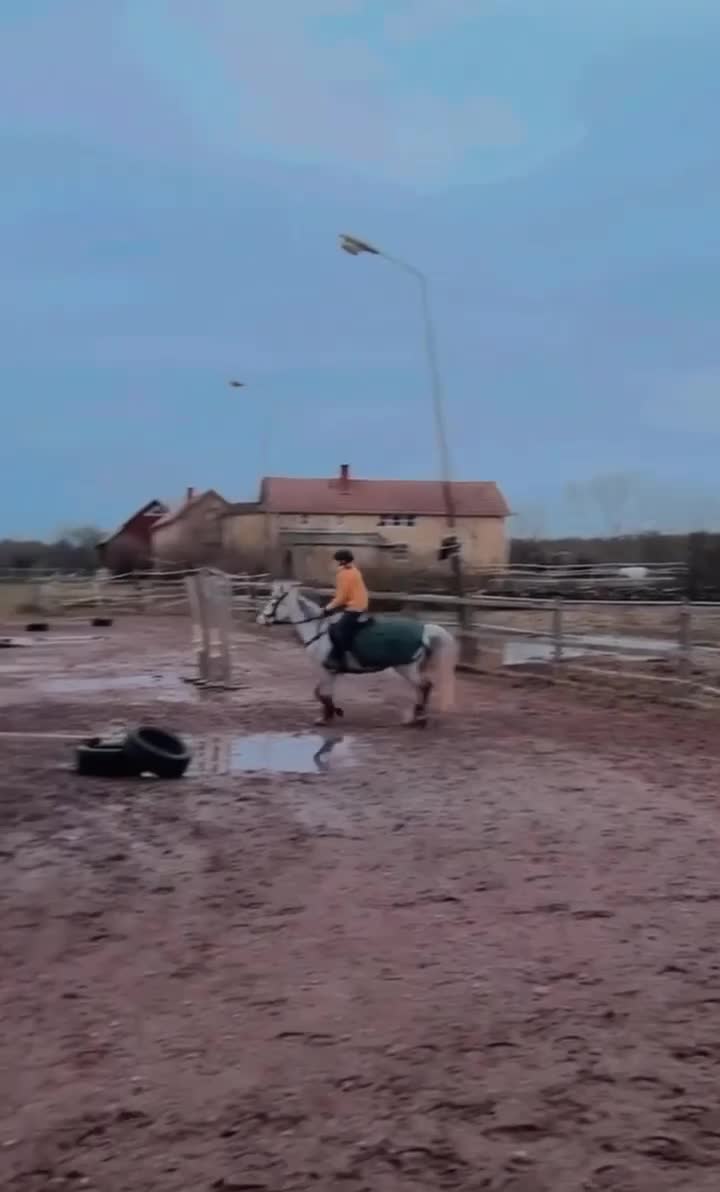 Hoppning hästar till salu: Säljes förmånligt pga ryttarbrist - Video 2