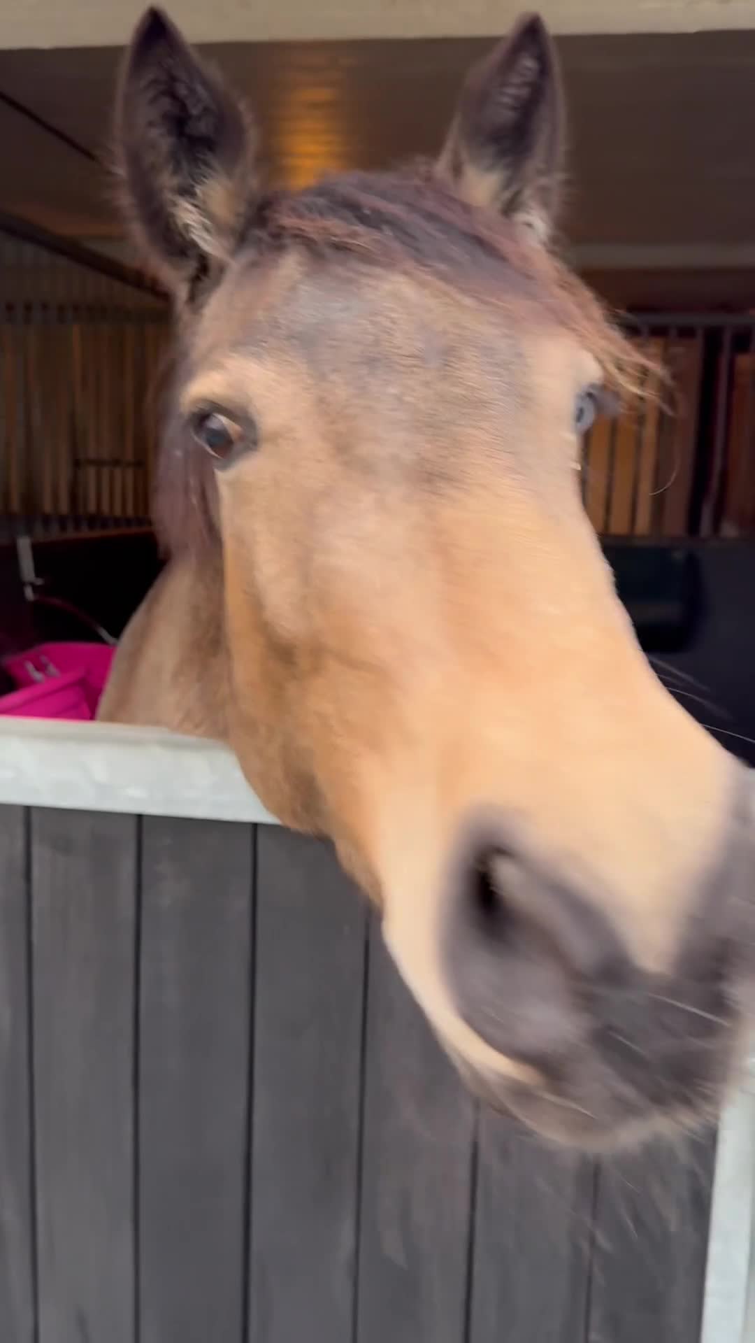 Allround hästar till salu: Talangfull D-ponny med hjärtat på rätt ställe✨ - Video 1