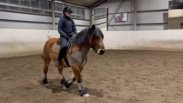 Allround hästar till salu: Trevlig ardenner valack född 2019 på ca 155cm! i Spekeröd - Video 1