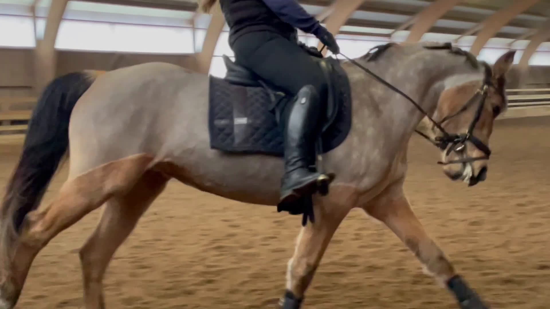 Allround hästar till salu: Multitalang med potential  i Nybro - Video 3