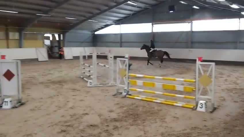 Allround hästar till salu: Valack med stort hjärta! i Ludvigsborg - Video 1