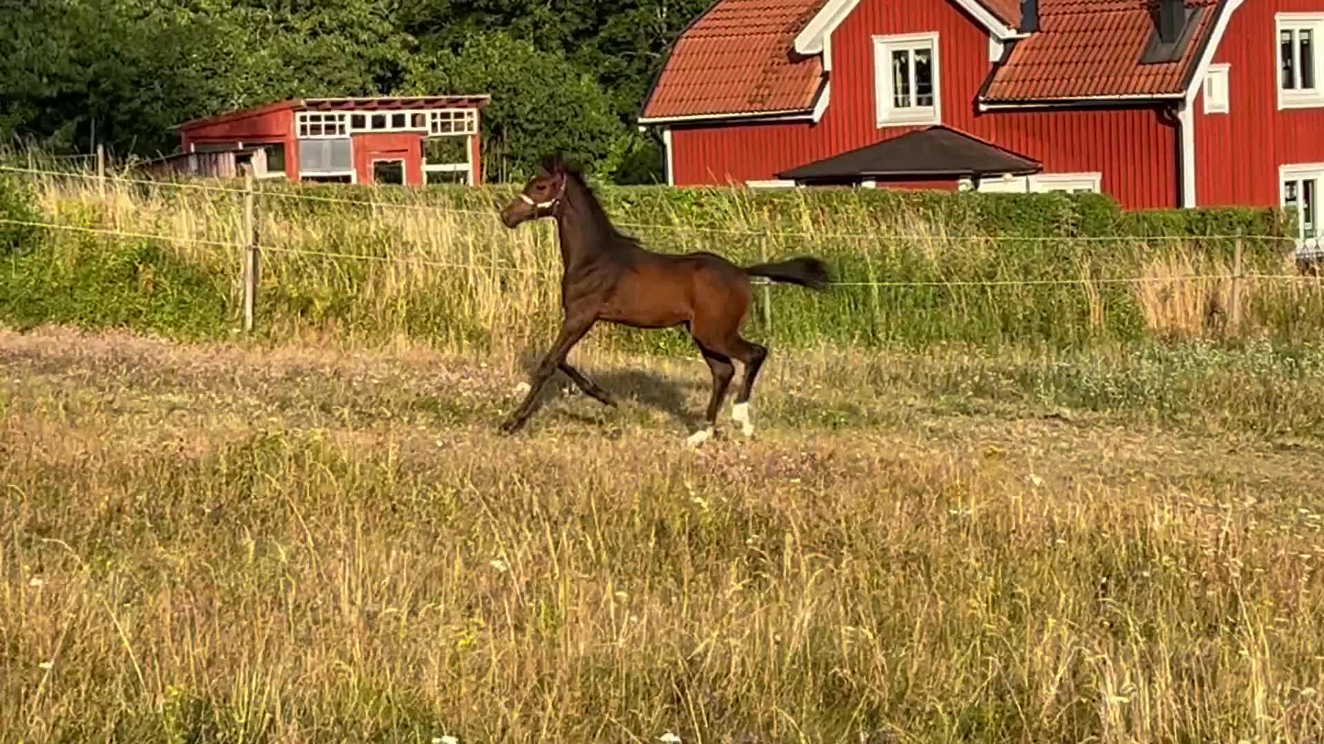 Dressyr hästar till salu: ✨ Lovande hingstföl med stark dressyrstam ✨ - Video 4