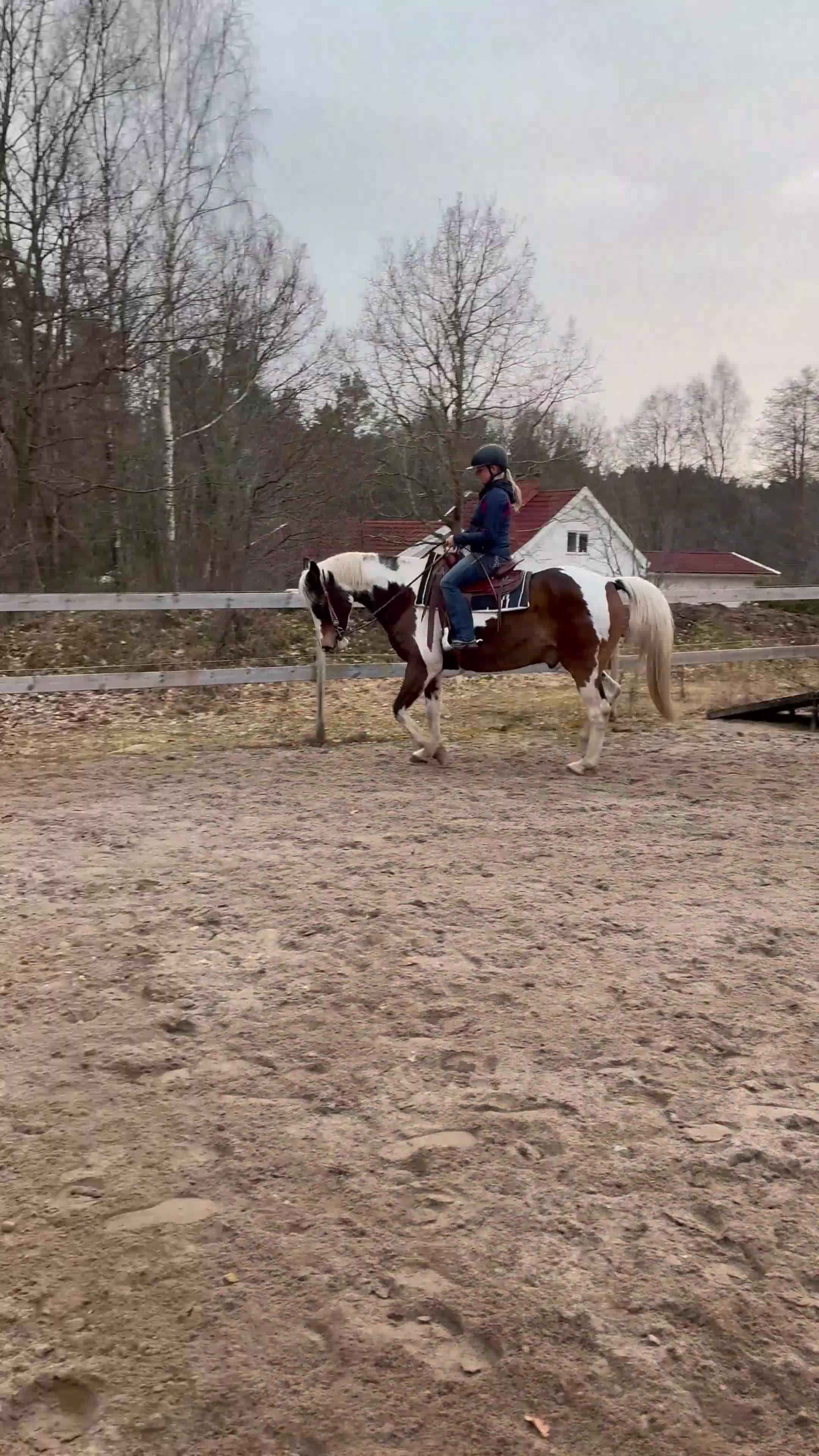 Allround hästar till salu: Vacker guldklimp till salu🌟 i Jämjö - Video 2