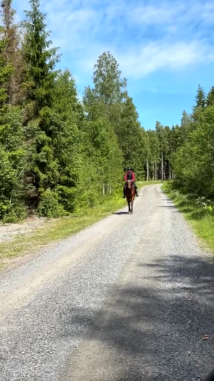 Allround hästar till salu: Trygg och okomplicerad 9-årig varmblodsvalack i Laxå - Video 1