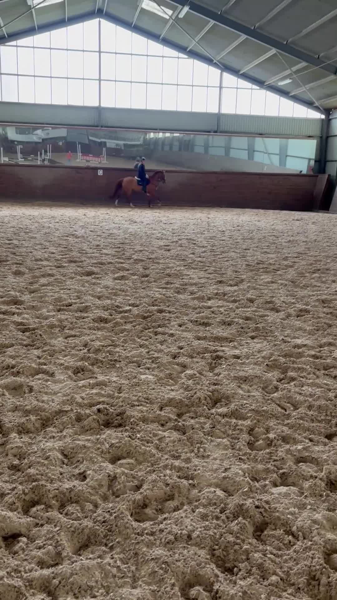 Hoppning hästar till salu: Mycket trevlig ponny!  - Video 1