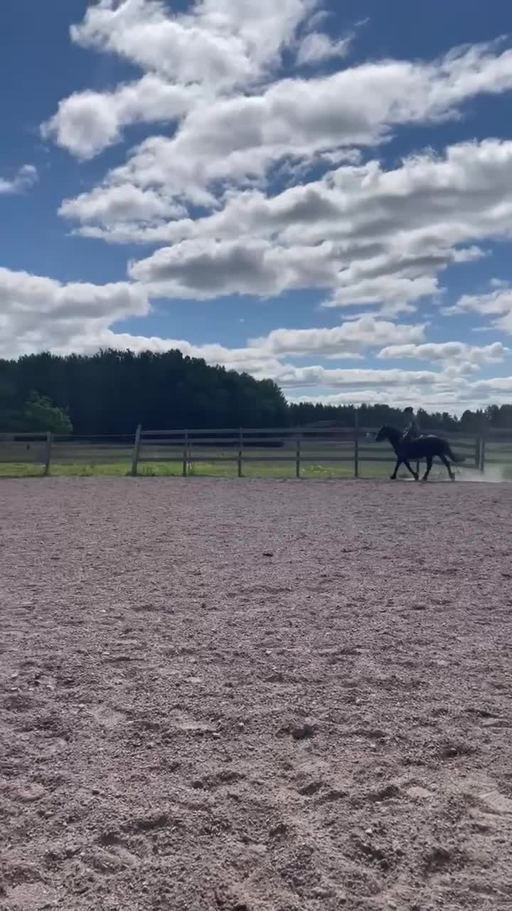 Allround hästar till salu: Balder – snäll och vacker - Video 1