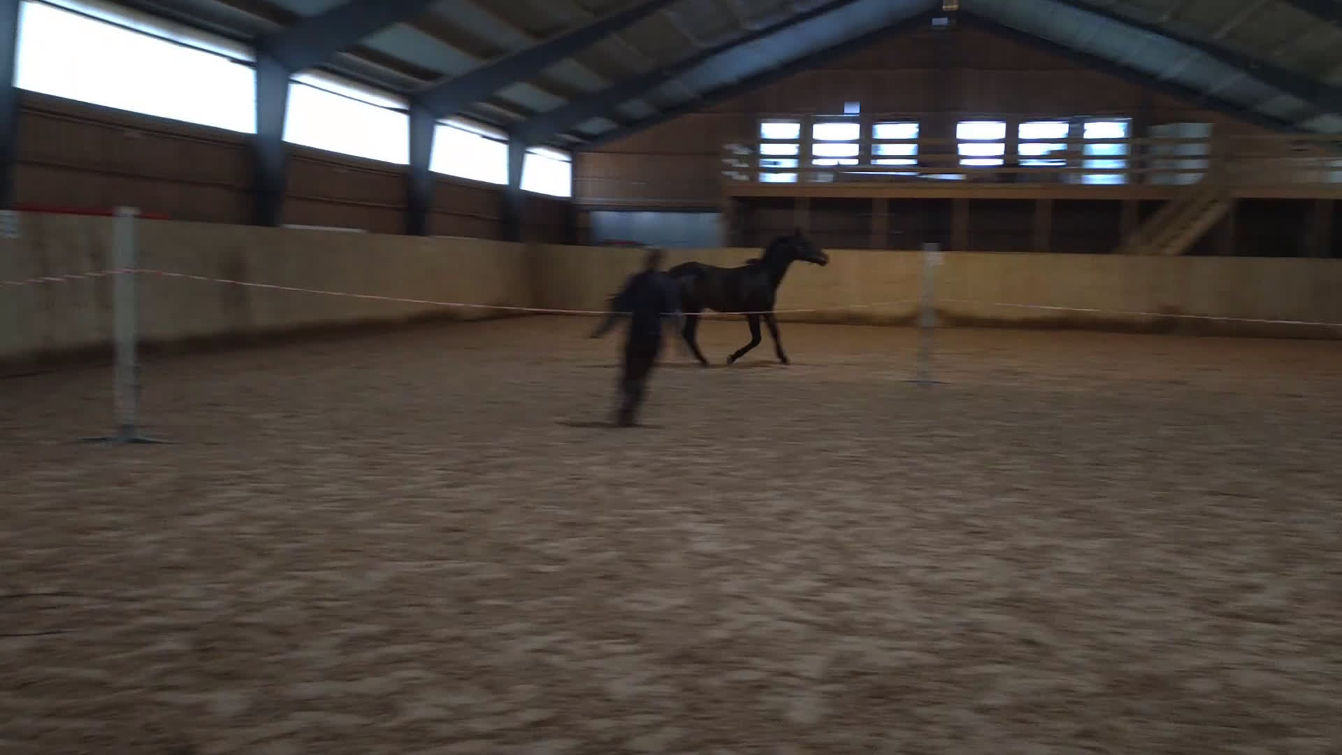 Dressyr hästar till salu: Valack-24 i Hörby - Video 1