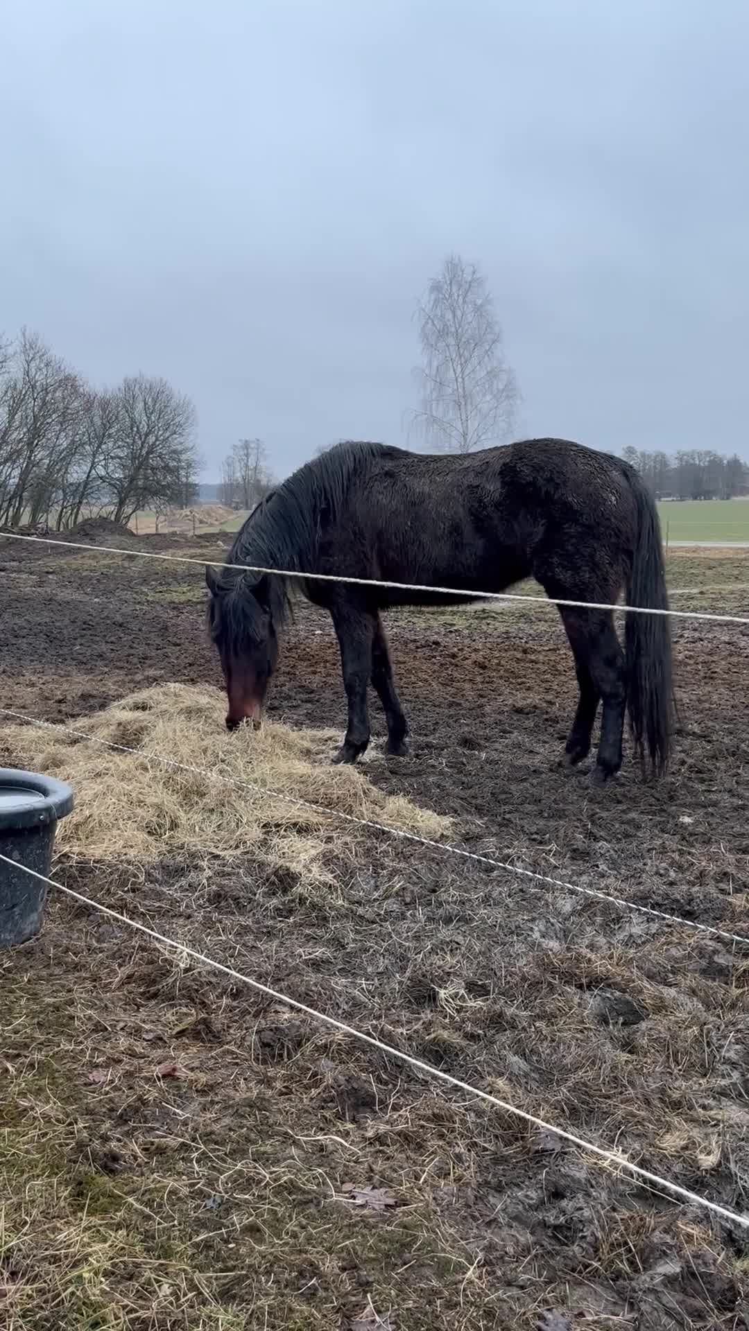 Allround hästar till salu: Trevlig varmblodig travare  i Köping - Video 2