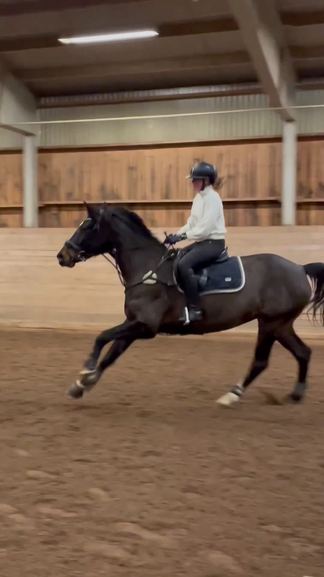 Hoppning hästar till salu: Superfin sporthäst!  - Video 2