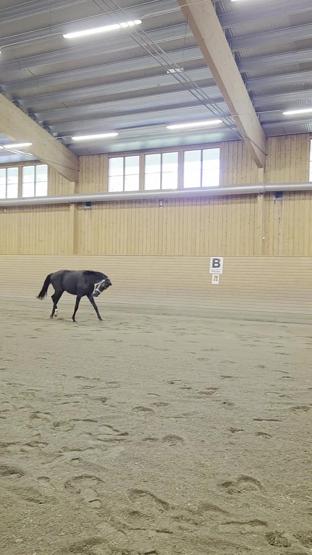 Dressyr hästar till salu: Super social Valack - Video 1