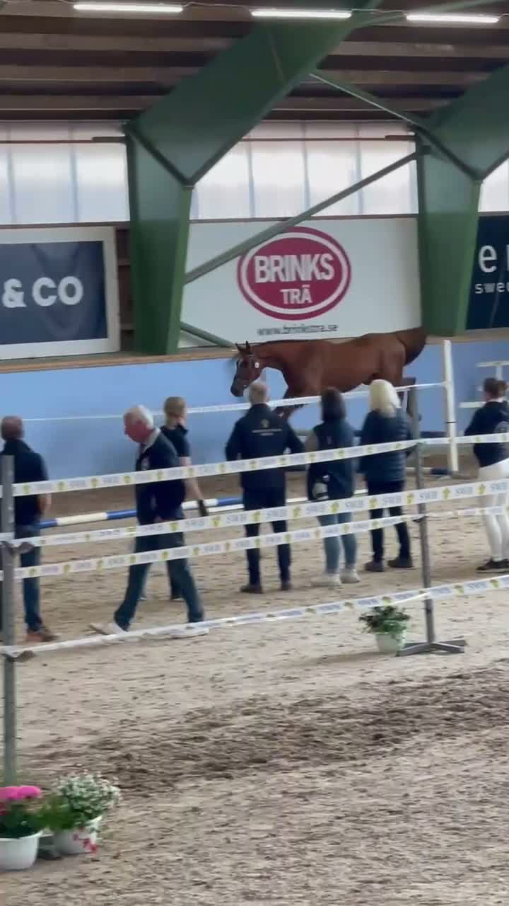 Hoppning hästar till salu: Valack för årgångsklasserna  - Video 2