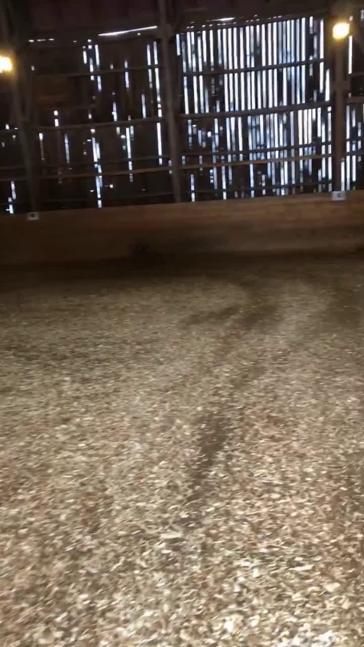  stallplats finnes: Stallplatser mellan Norrköping-Söderköping  i Norrköping - Video 1