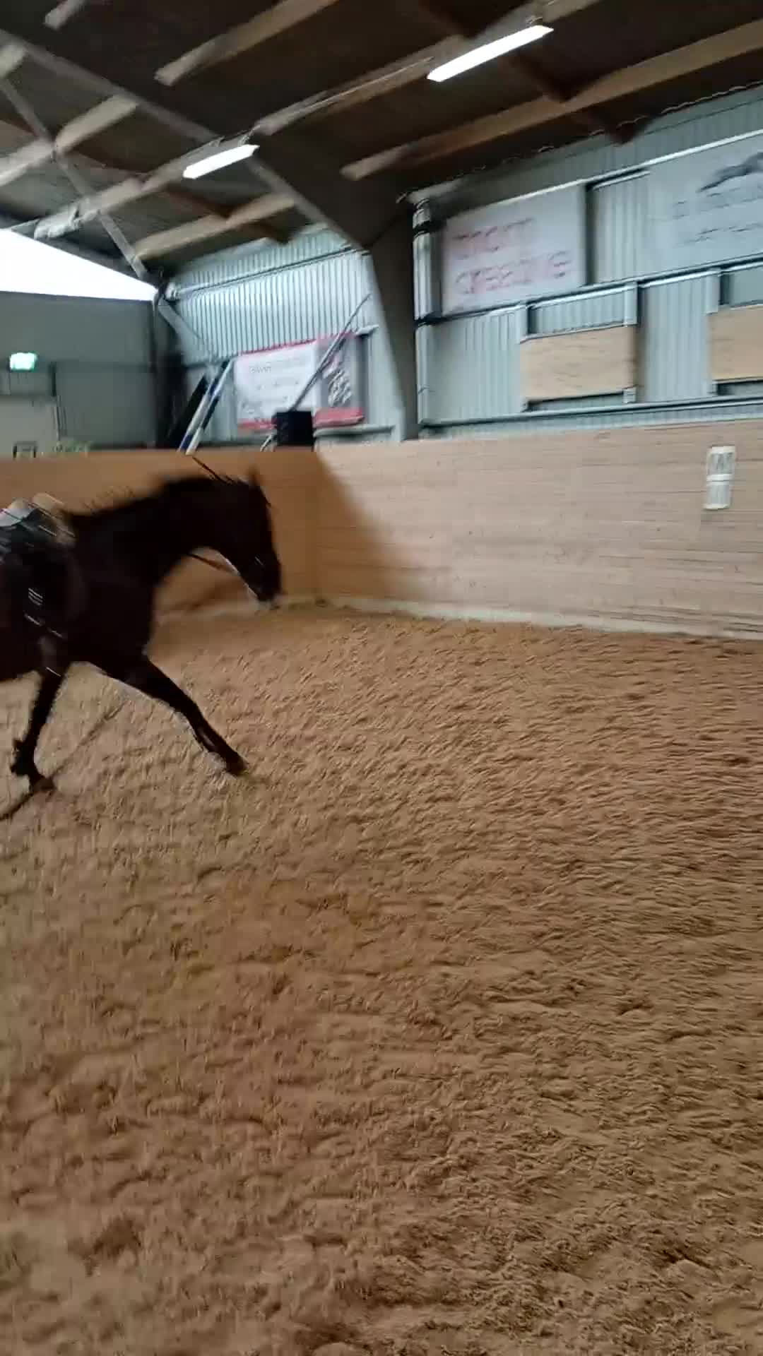 Allround hästar till salu: Välutbildad och trygg, i behov av rehab - Video 4