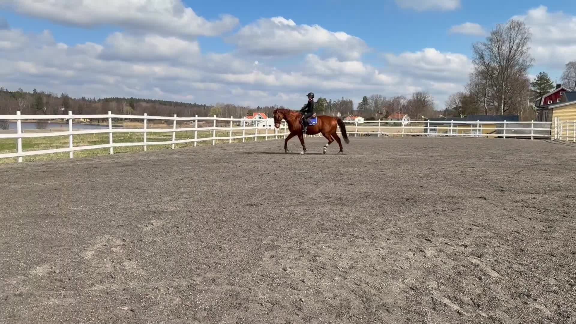 Allround hästar till salu: Läromästare av högsta kvalité - Video 2