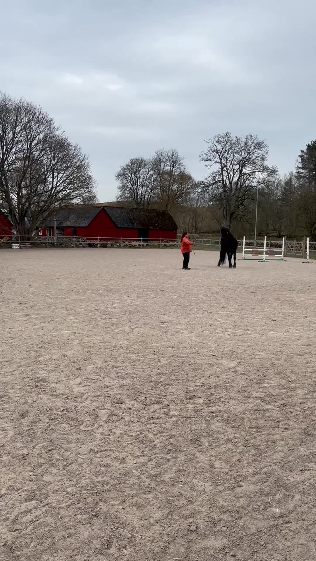 Allround hästar till salu: Lyxig, vänlig hobbyhäst!  i Brösarp - Video 3
