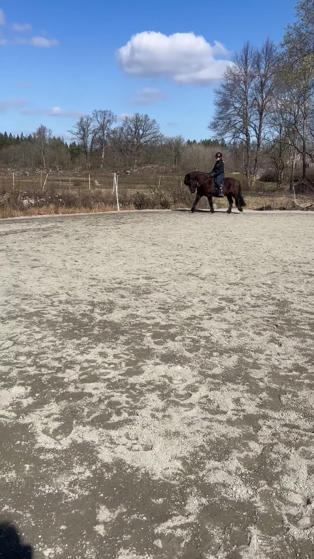 Island hästar till salu: Mycket rolig valack till träning o tävling  - Video 5