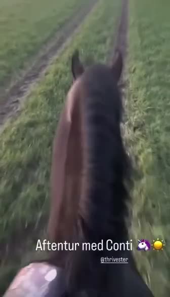 Dressyr hästar till salu: Dressyrvalack - Video 2