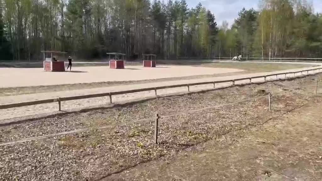 Island hästar till salu: Vackra Alda - Video 1
