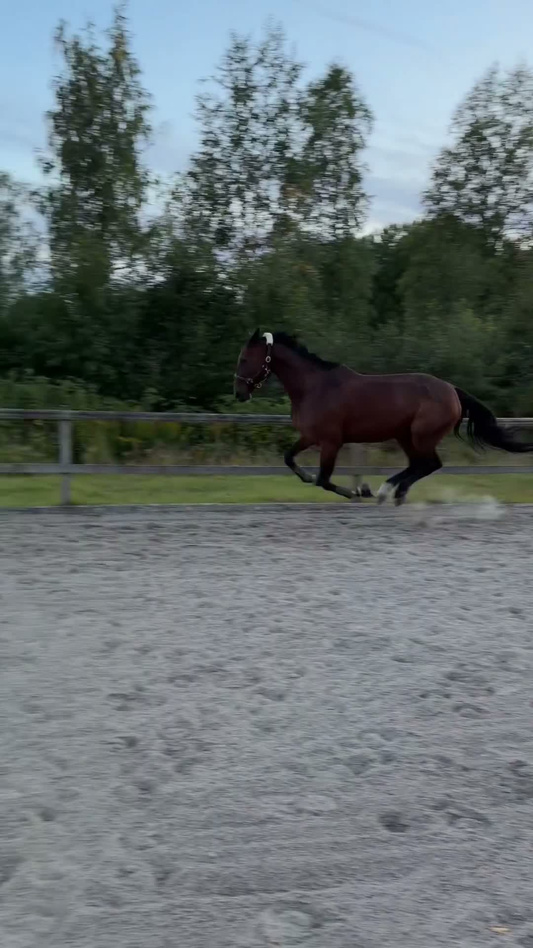 Allround hästar till salu: Ett sto för framtiden ⭐️ i Lakene - Video 1