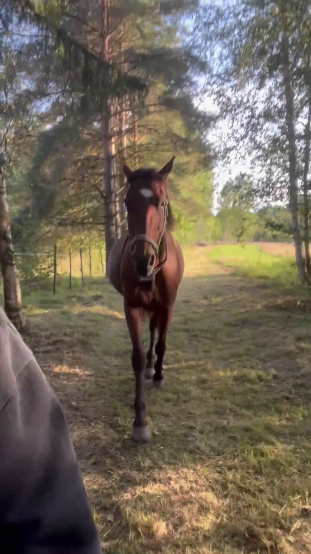 Allround hästar till salu: Ridtravare för hobbyridning i Storfors - Video 3