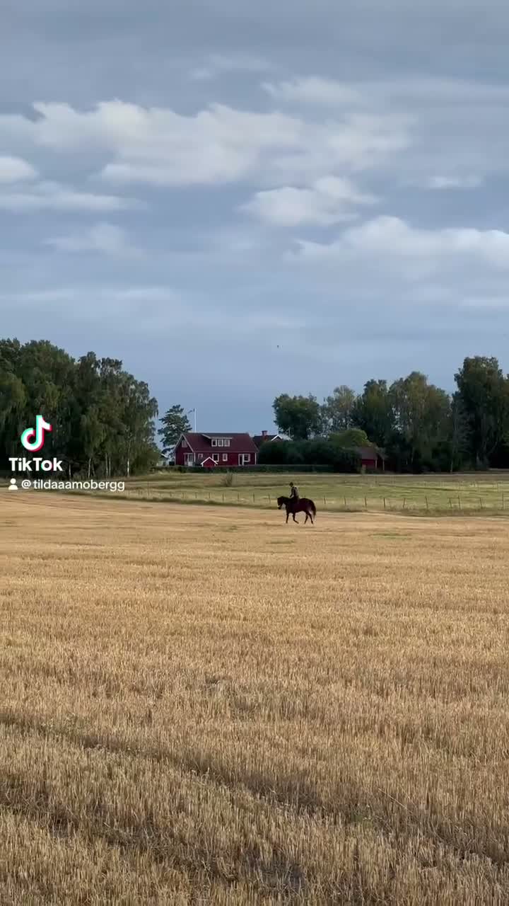 Allround hästar till salu: Fantastisk hobbyhäst/bästakompis - Video 3
